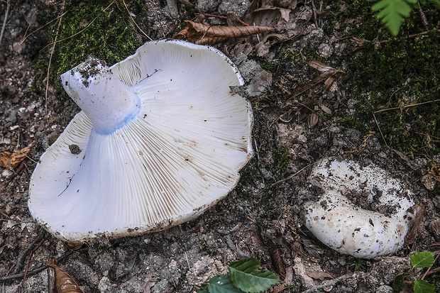 plávka lievikovitá Russula chloroides (Krombh.) Bres.