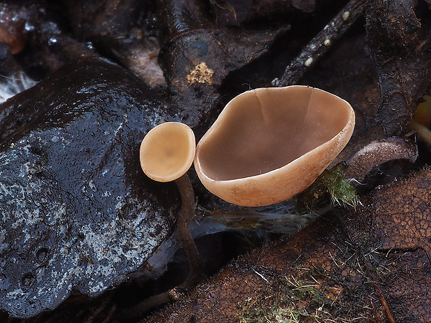 jahňadka Ciboria sp.