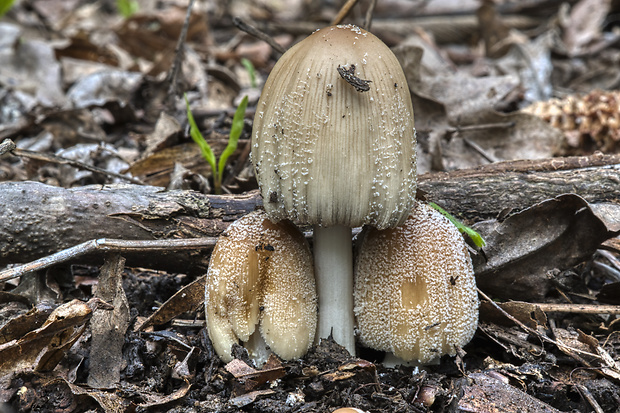 hnojník ligotavý Coprinellus micaceus (Bull.) Vilgalys, Hopple & Jacq. Johnson