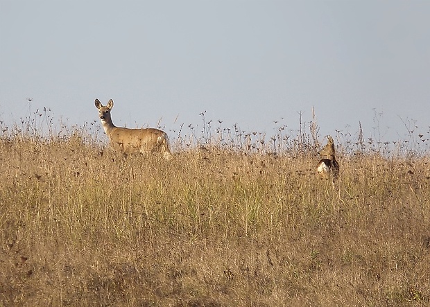 srna lesná Capreolus capreolus