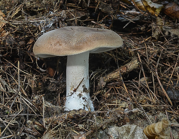 čechratec horký Leucopaxillus gentianeus (Quél.) Kotl.