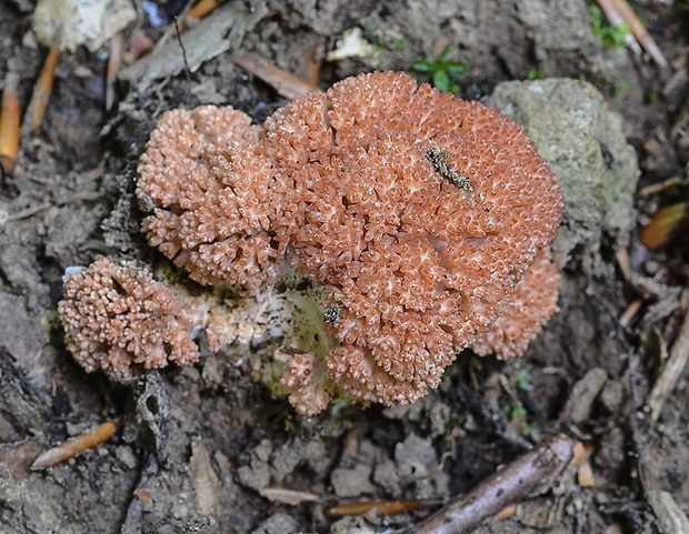 strapačka koralovitá Ramaria botrytis (Pers.) Ricken