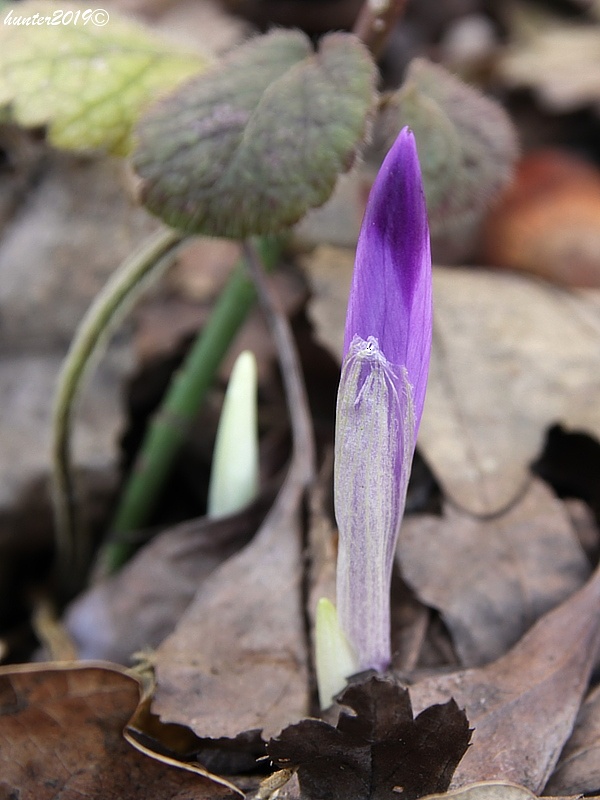 šafran spišský Crocus discolor G. Reuss