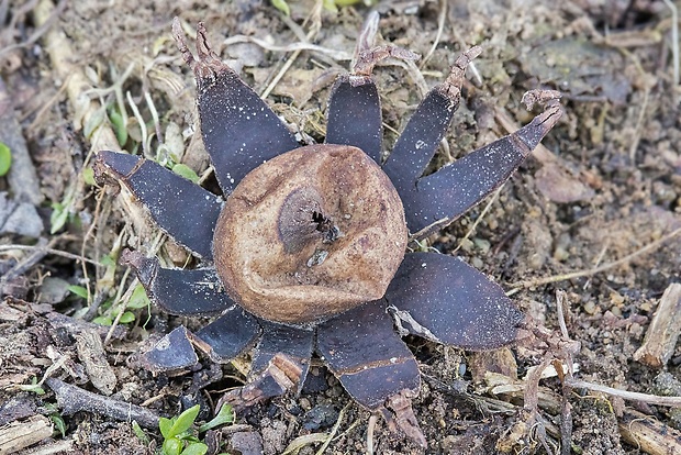 hviezdovka bradavičnatá Geastrum cf. corollinum (Batsch) Hollós