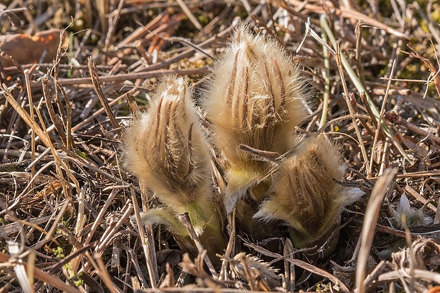 poniklec veľkokvetý Pulsatilla grandis Wender.