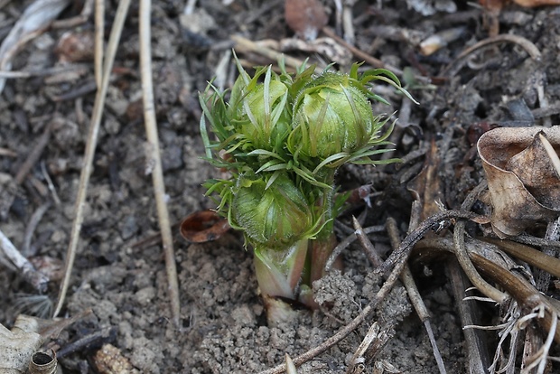 hlaváčik jarný Adonis vernalis L.