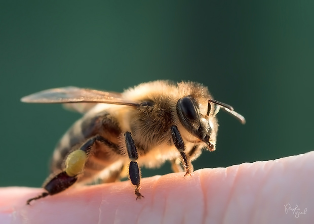 včela medonosná Apis mellifera