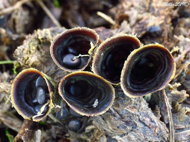 čiaškovec výkalový Cyathus stercoreus (Schwein.) De Toni