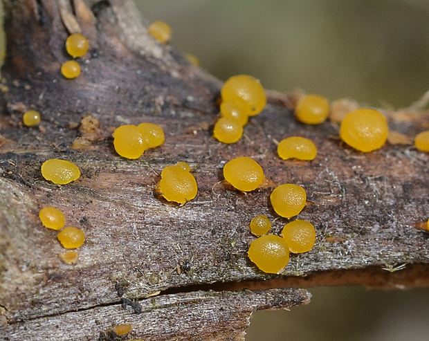 slzovec Dacrymyces sp.