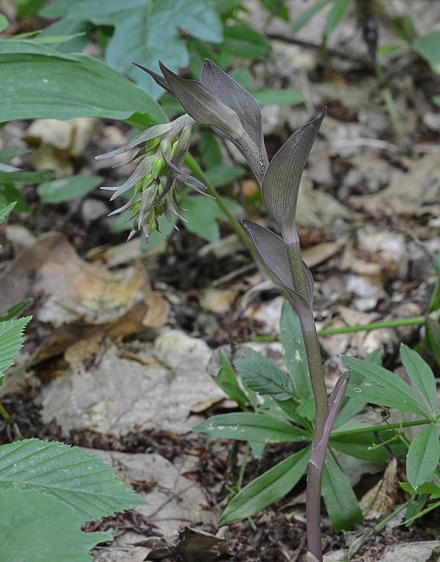 kruštík modrofialový Epipactis purpurata Sm.