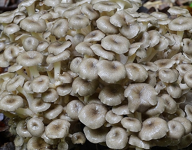 trúdnik klobúčkatý Polyporus umbellatus (Pers.) Fr.