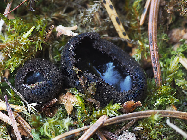 misôčka černastá Pseudoplectania nigrella (Pers.) Fuckel