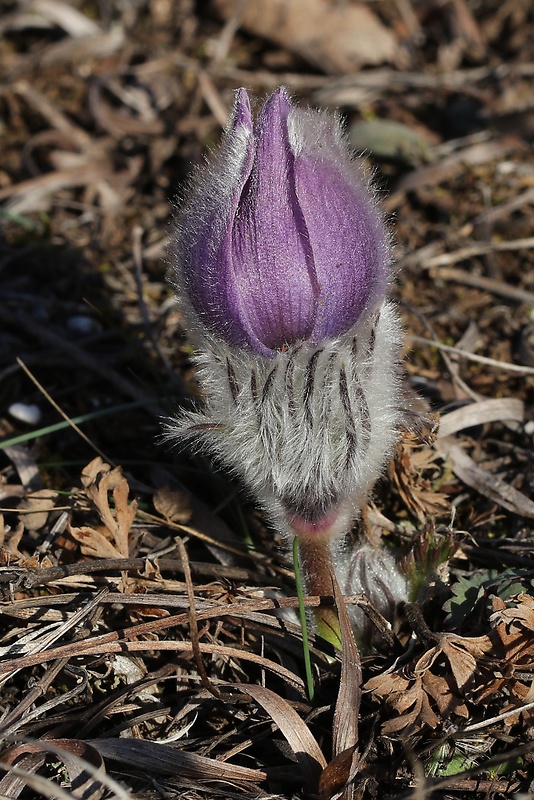 poniklec veľkokvetý Pulsatilla grandis Wender.