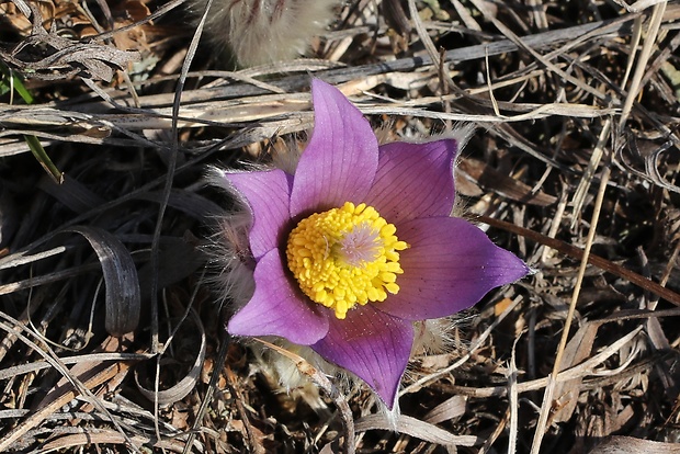 poniklec veľkokvetý Pulsatilla grandis Wender.