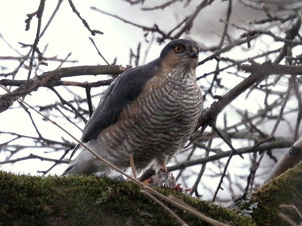 jastrab krahulec Accipiter nisus