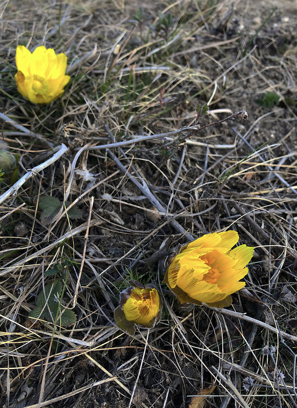 hlaváčik jarný Adonis vernalis L.