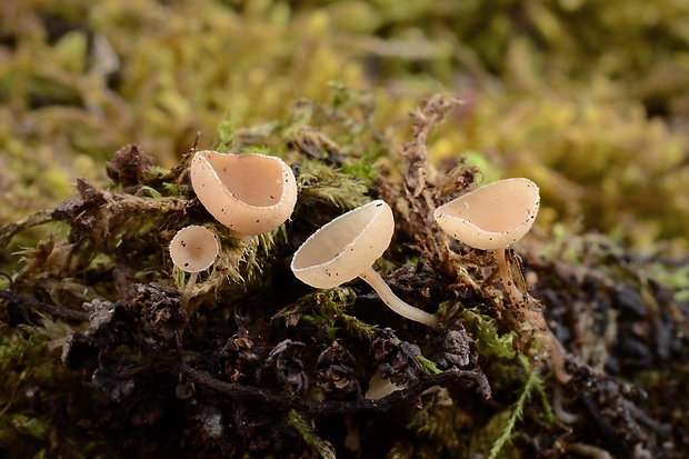 jahňadka Ciboria sp.