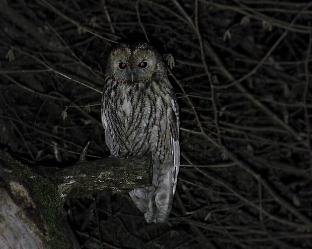 sova lesná Strix aluco