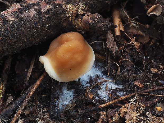 smrčkovec český Verpa bohemica (Krombh.) J. Schröt.