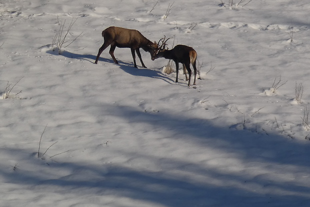 jeleň lesný Cervus elaphus