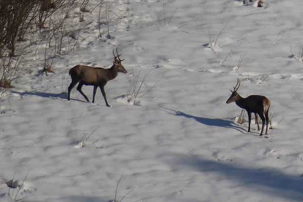 jeleň lesný Cervus elaphus