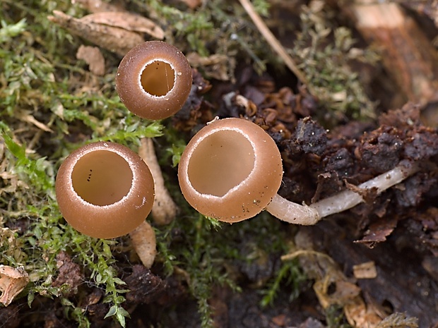 jahňadka obyčajná Ciboria amentacea (Balb.) Fuckel