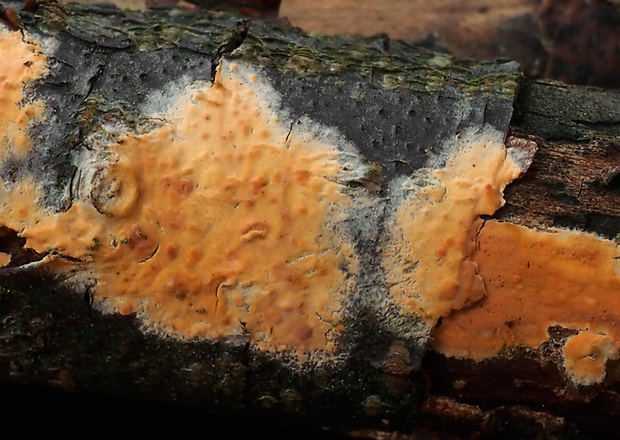 kornatka mäsovočervená Peniophora incarnata (Pers.) P. Karst.