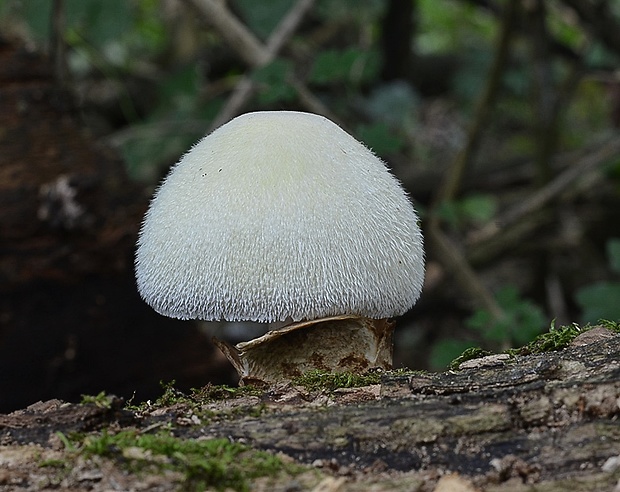 pošvovec stromový Volvariella bombycina (Schaeff.) Singer