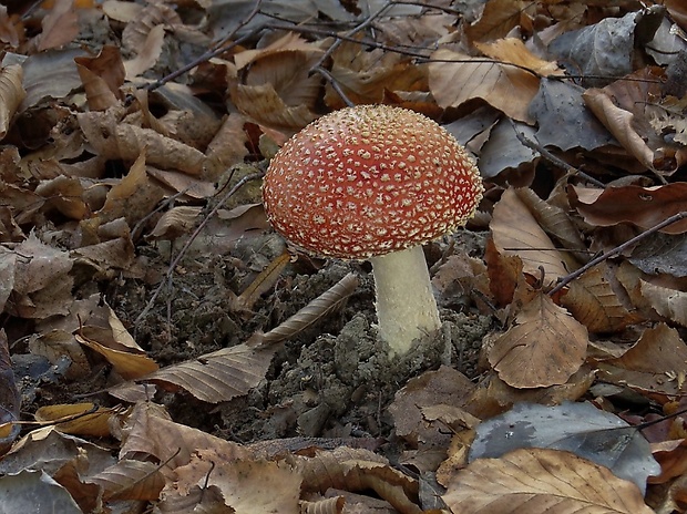 muchotrávka červená Amanita muscaria (L.) Lam.