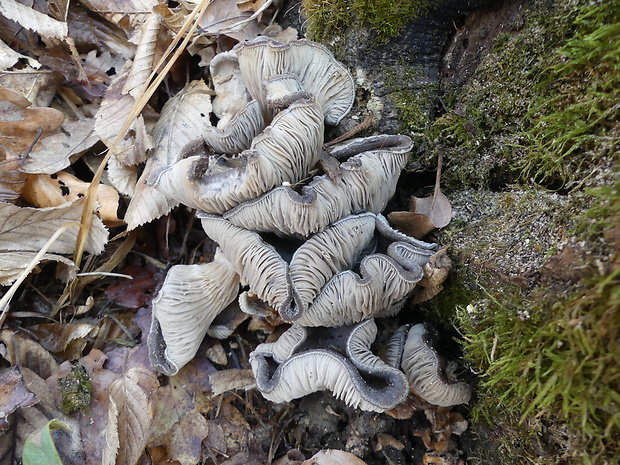 hliva ustricovitá Pleurotus ostreatus (Jacq.) P. Kumm.