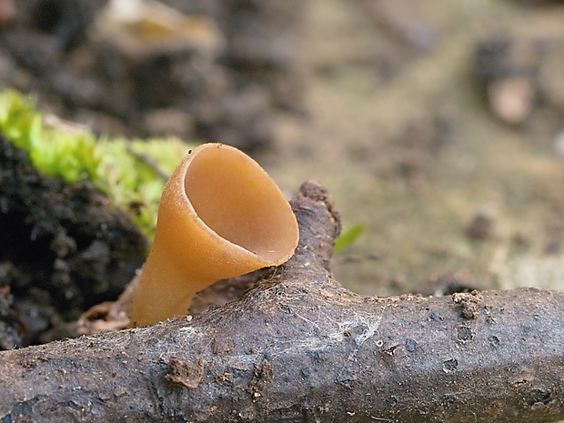 terčovka vráskavejúca Rutstroemia bolaris (Batsch) Rehm