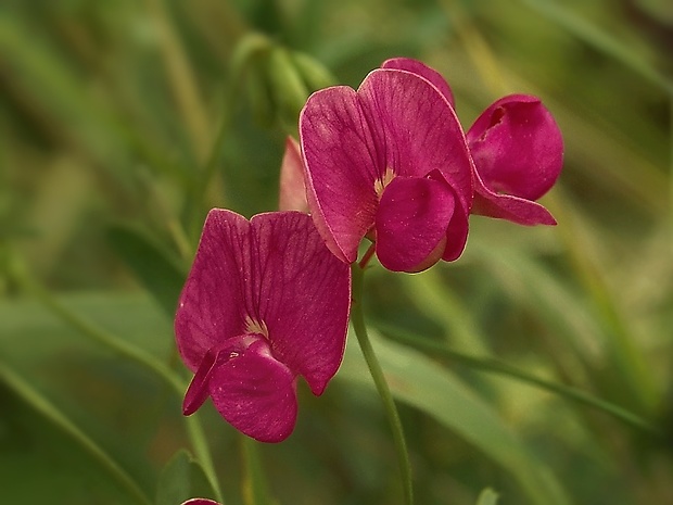 hrachor hľuznatý Lathyrus tuberosus L.