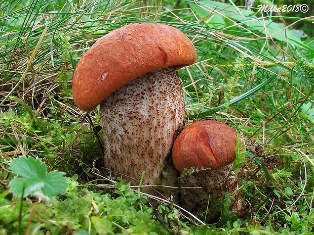 kozák dubový Leccinum aurantiacum (Bull.) Gray