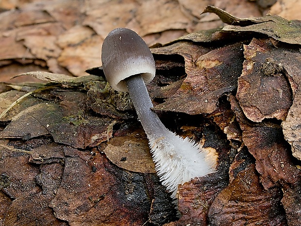 prilbička šišková Mycena strobilicola J. Favre & Kühner