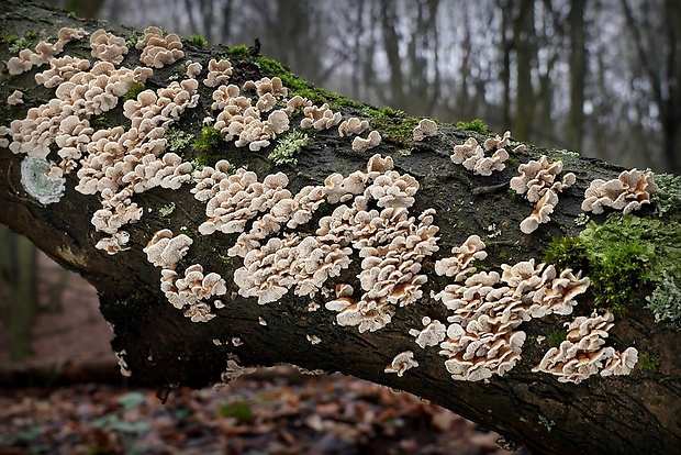 mäkkúšik kučeravý Plicaturopsis crispa (Pers.) D.A. Reid