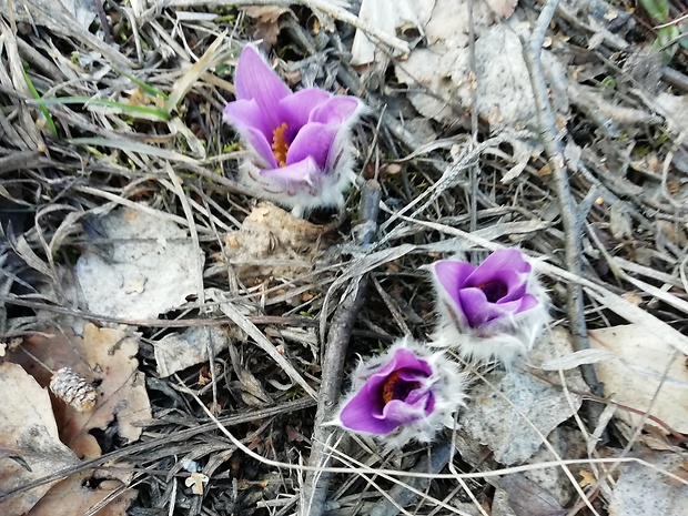 poniklec veľkokvetý Pulsatilla grandis Wender.