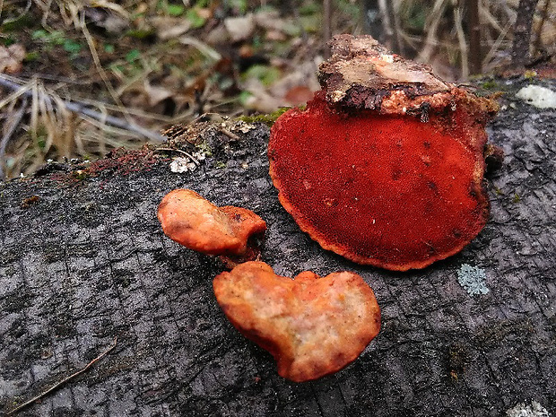 červenica rumelková Pycnoporus cinnabarinus (Jacq.) P. Karst.