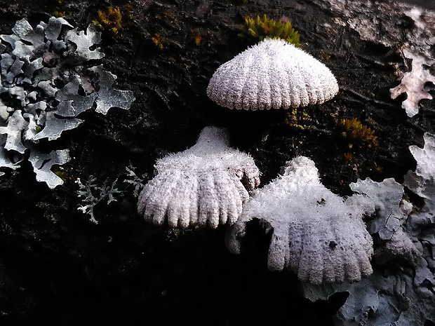 klanolupeňovka obyčajná Schizophyllum commune Fr.