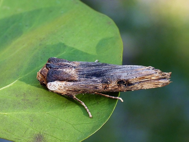 mora bodliaková Xylena exsoleta