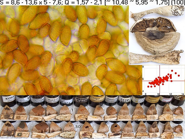 pavučinovec bielopásavý štíhly Cortinarius laniger f. macrosemen Bidaud, Carteret & Reumaux