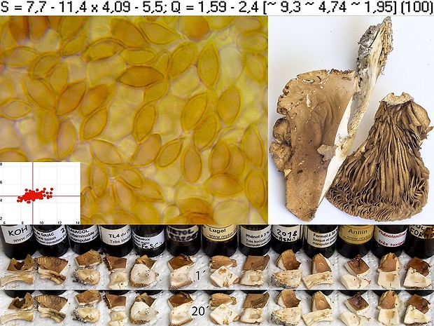 slzivka Hebeloma sp.