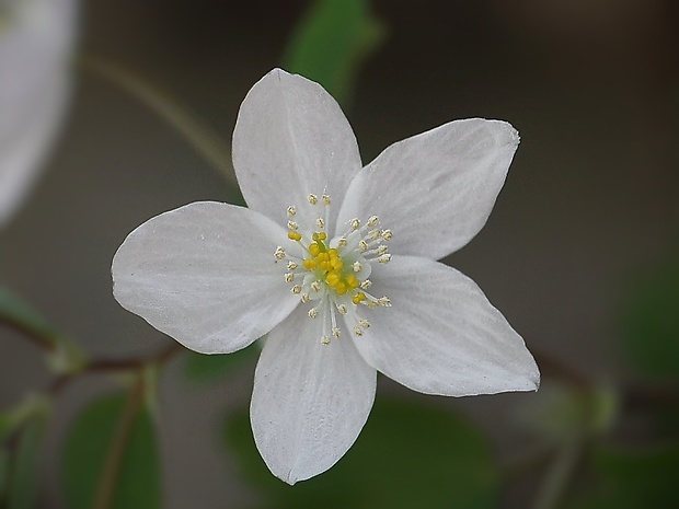 veterník žltuškovitý Isopyrum thalictroides L.