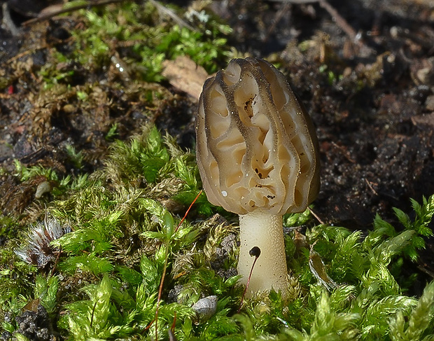 smrčok hybridný Morchella semilibera DC.