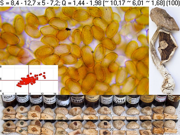 pavučinovec bielopásavý štíhly Cortinarius laniger f. macrosemen Bidaud, Carteret & Reumaux