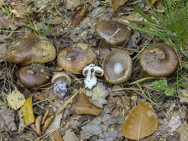 pavučinovec fialovoškvrnitý Cortinarius violaceomaculatus Brandrud