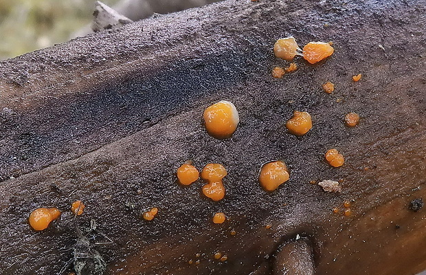 slzovec Dacrymyces sp.