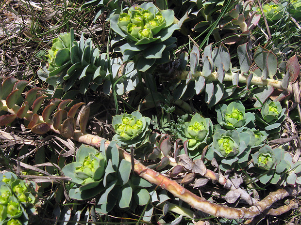 mliečnik Euphorbia myrsinites