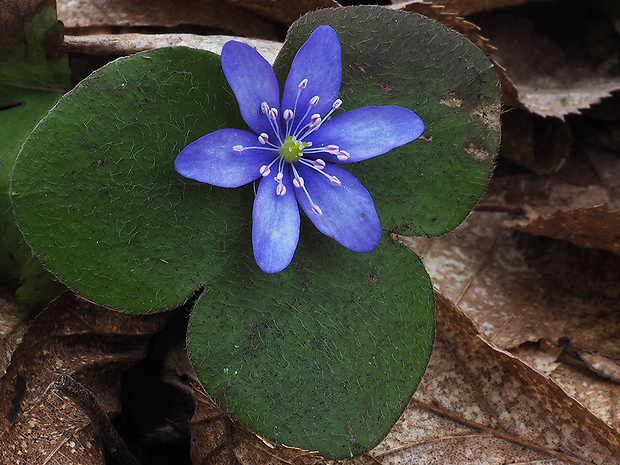 pečeňovník trojlaločný Hepatica nobilis Schreb.