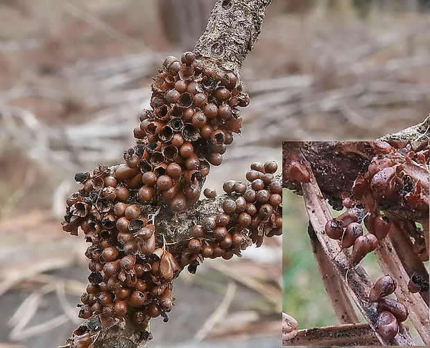 leskloplodka krehká Leocarpus fragilis (Dicks.) Rostaf.