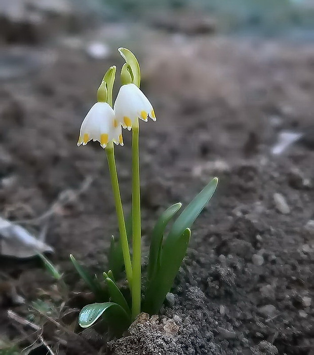 bleduľa jarná karpatská Leucojum vernum subsp. carpaticum (Spring) O. Schwarz